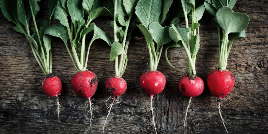 Como plantar rabanetes em casa sem complicações? Descubra o segredo