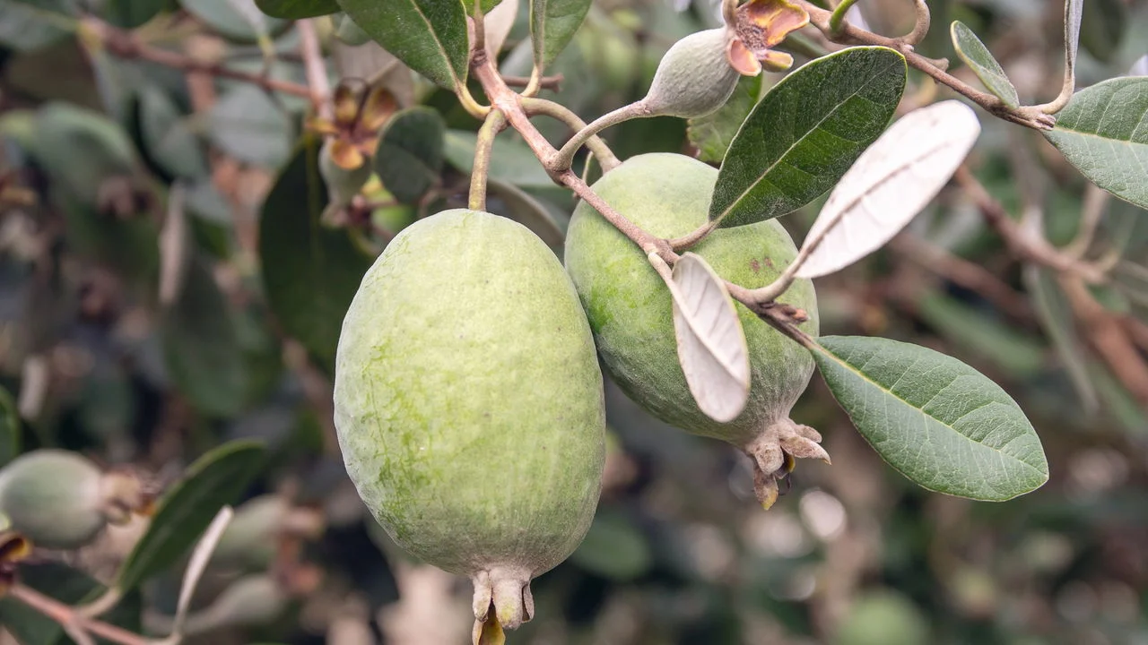 O fruto esquecido, cheio de fibras e antioxidantes, que você pode plantar no quintal e colher em casa