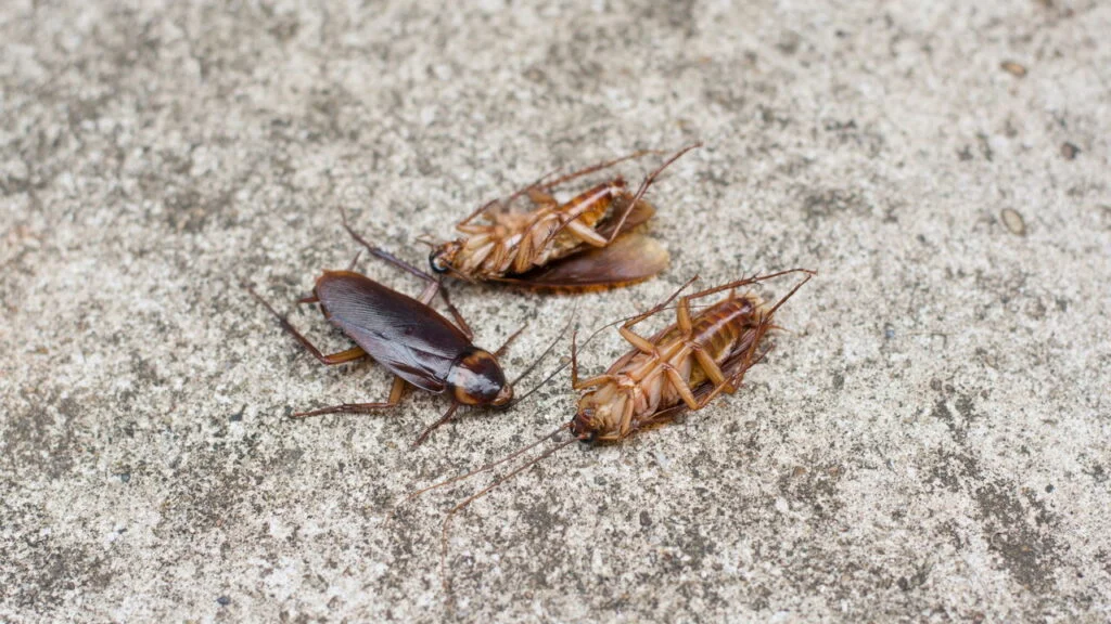 Conseguir sentir cheiro de barata pode estar no seu DNA — descubra se você tem essa habilidade