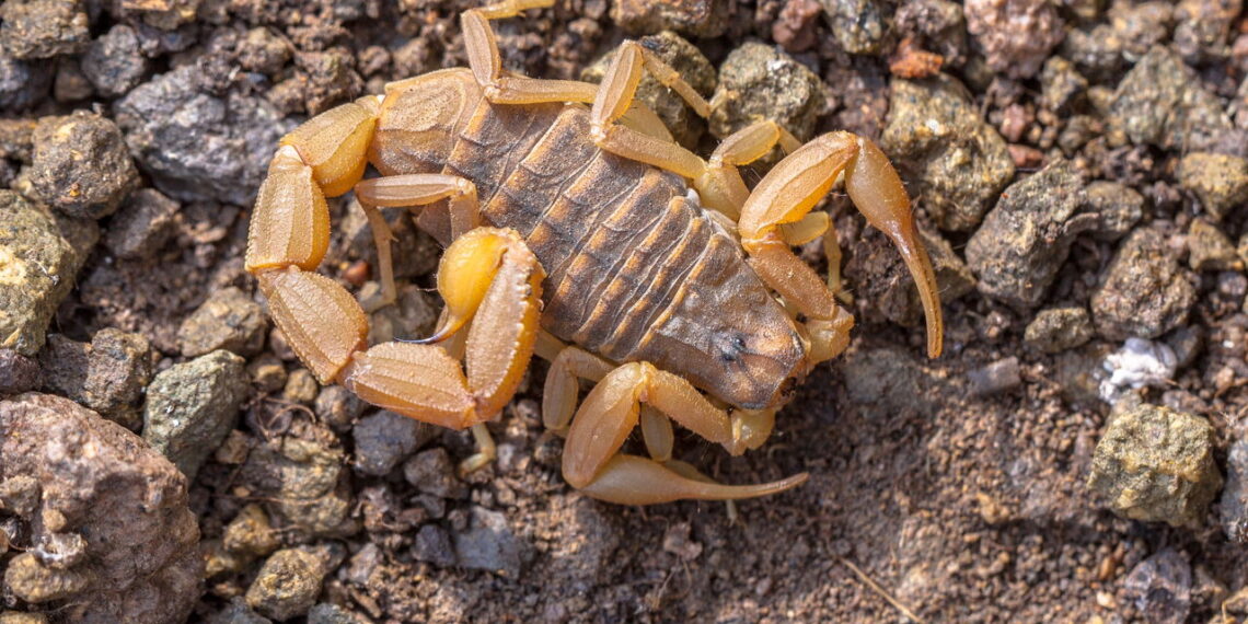 As 5 plantas que afastam escorpiões e ainda decoram sua casa com elegância