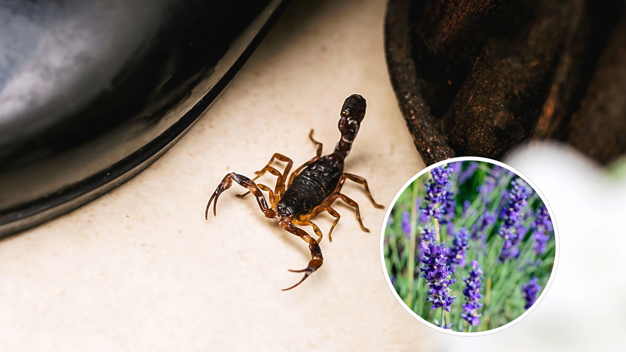 Essas plantas afastam escorpiões de ambientes úmidos — e ainda deixam sua casa mais perfumada!