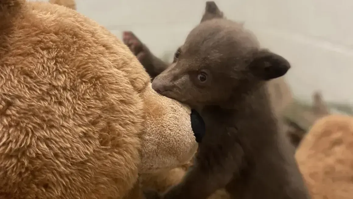 O animal que sobrevive sem comer por mais tempo do que você imagina
