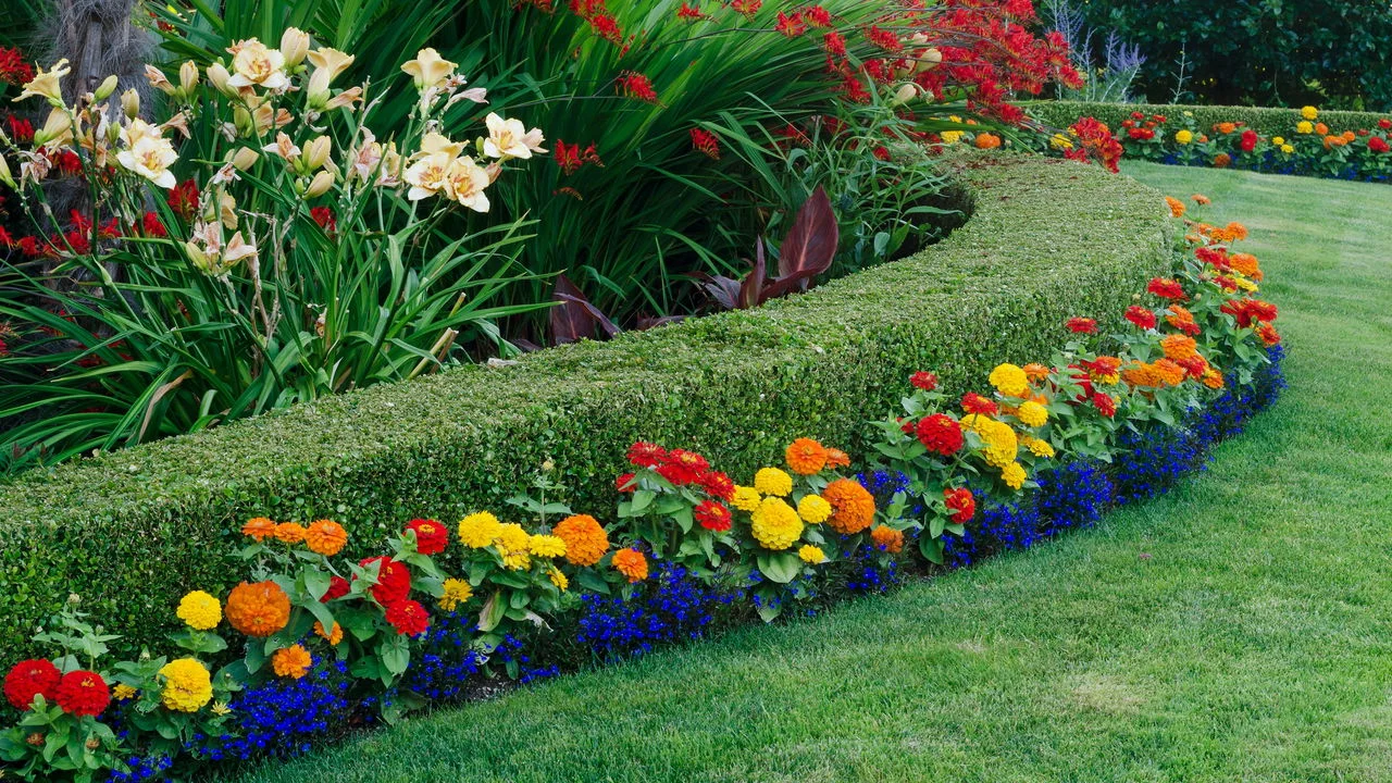 3 plantas poderosas que afastam formigas e ainda deixam sua casa com um aroma incrível – e você nem imagina como é fácil usar!