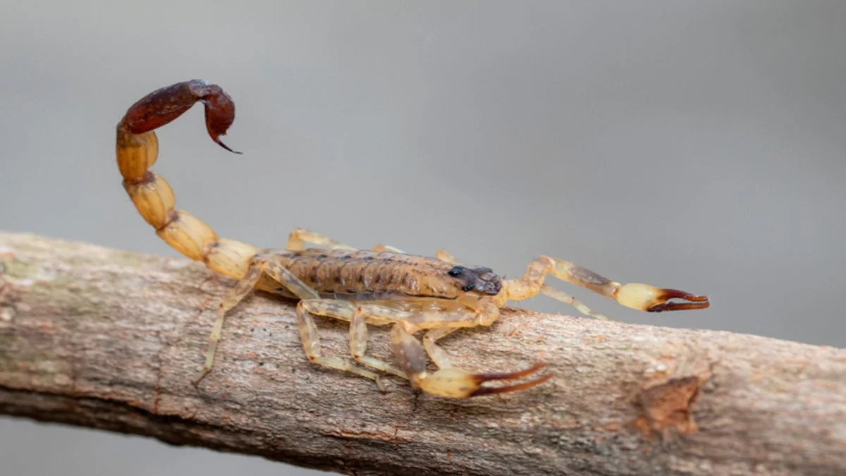 Estas 7 plantas podem manter a sua casa livre de Escorpião para sempre