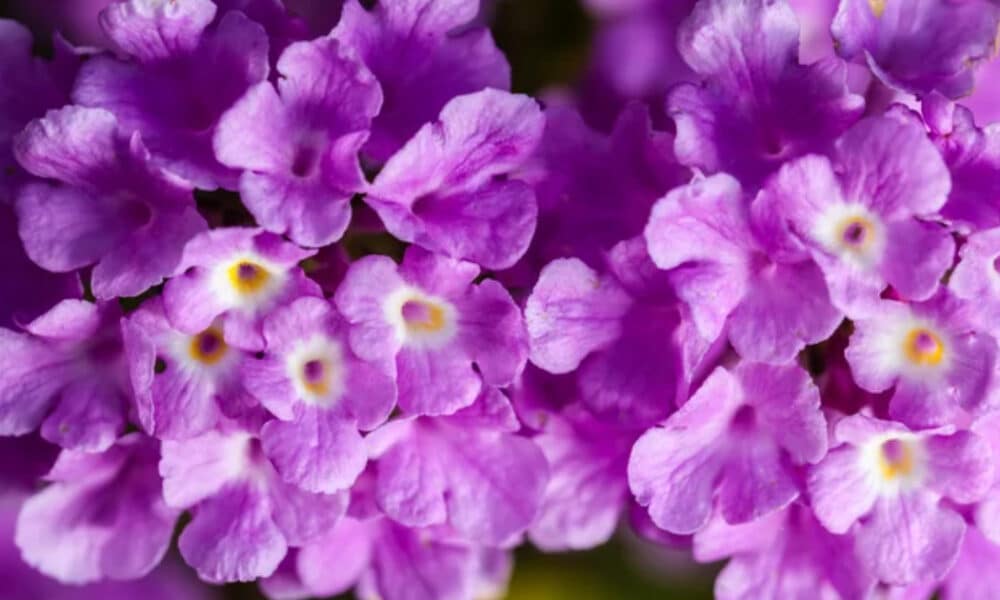 A planta quase desconhecida que pode deixar seu jardim florido o ano inteiro, mesmo no inverno, e sem dar trabalho para cuidar
