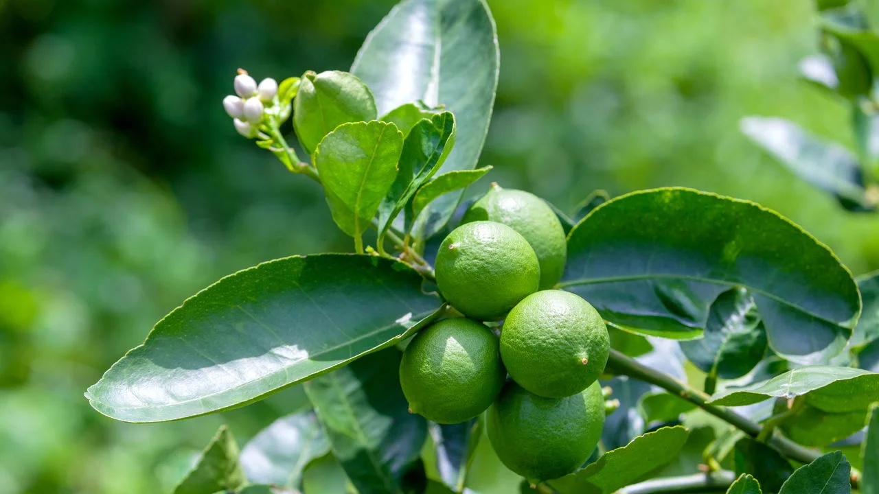 Nunca mais jogue casca de limão fora depois de aprender esse segredo que pode mudar seu dia a dia para sempre