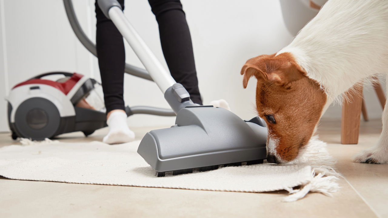 Descubra os truques caseiros que vão fazer os pelos dos pets sumirem da sua casa em segundos – e com itens que você já tem na cozinha!