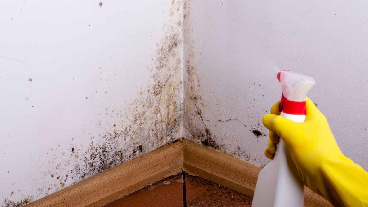 Soluções caseiras poderosas para eliminar mofo de vez e transformar seu lar em um ambiente saudável sem gastar muito