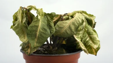 Estes 5 erros estão destruindo suas plantas no verão e o último vai te surpreender