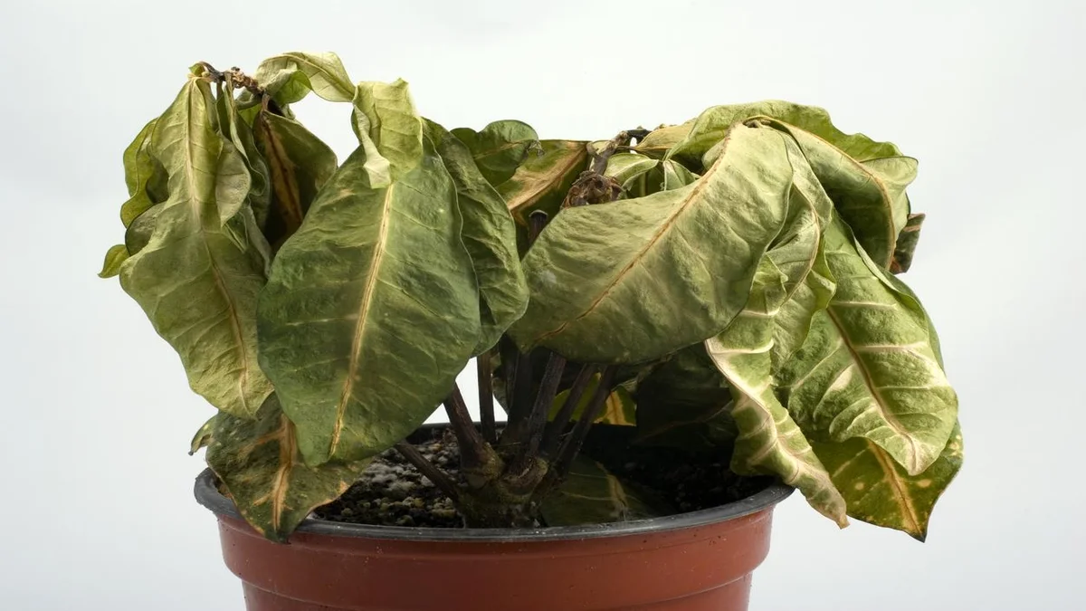 Estes 5 erros estão destruindo suas plantas no verão e o último vai te surpreender