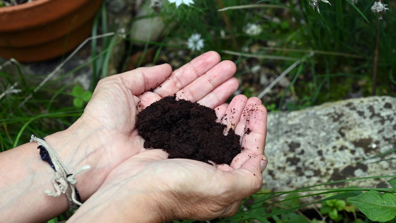 O adubo que faz suas plantas ficarem lindas e saudáveis o ano todo (e o segredo que poucos jardineiros revelam)