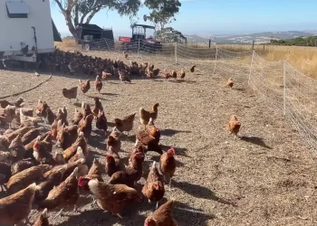 Quase 11 mil galinhas, cerca de 60 mil ovos por semana e salário de 31,60 dólares australianos por hora: como um casal de brasileiros encontrou trabalho em uma fazenda na Austrália e revelou a rotina por trás da produção