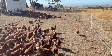 Quase 11 mil galinhas, cerca de 60 mil ovos por semana e salário de 31,60 dólares australianos por hora: como um casal de brasileiros encontrou trabalho em uma fazenda na Austrália e revelou a rotina por trás da produção