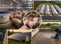 Quase 3 mil suínos, robôs que alimentam os animais, energia solar e investimento de R$ 3,6 milhões: como uma granja de alta tecnologia no interior do RS transformou a suinocultura em um negócio automatizado