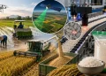 Da água ao pacote, sensores que analisam grão por grão e uma produção de mais de 820 milhões de toneladas: como a tecnologia transformou o arroz no alimento que sustenta cerca de metade da população mundial